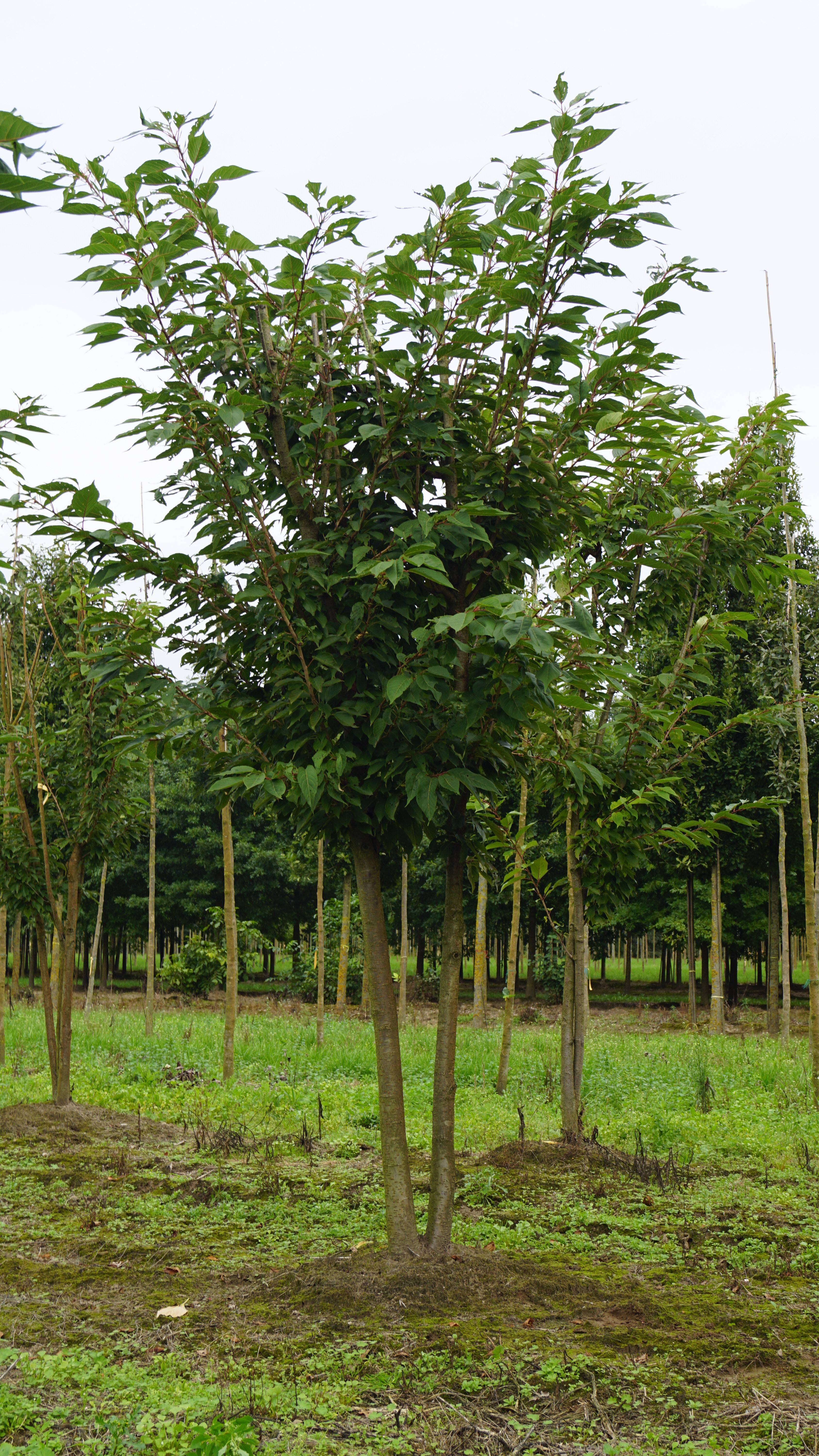 Prunus serrulata 'Ukon' (6)